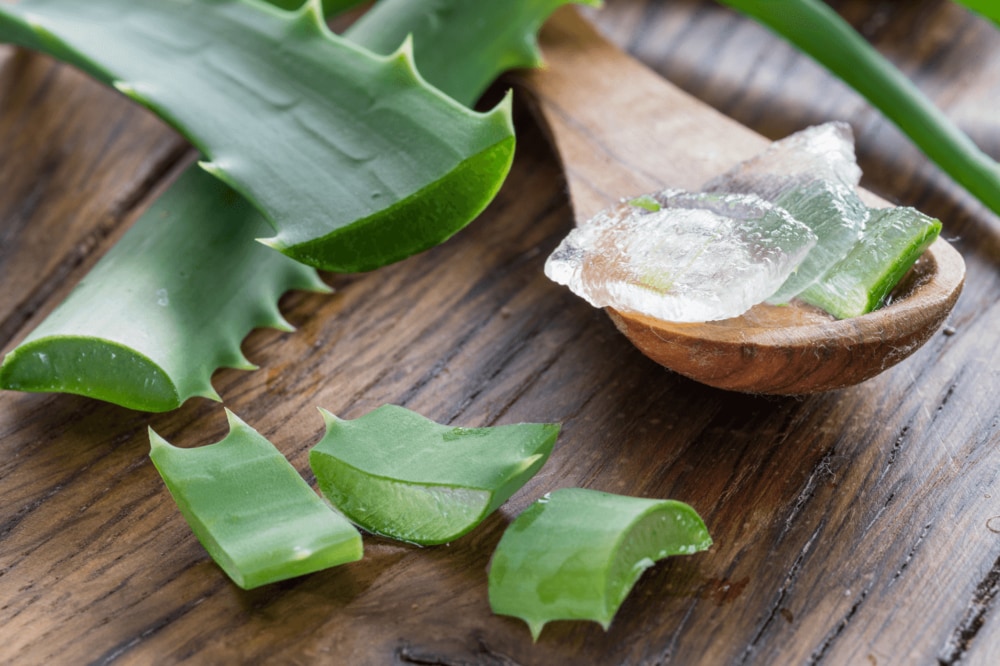 Ein Aloe Vera als Hausmittel gegen Haarausfall.